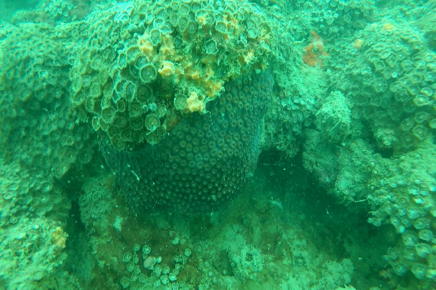 O Palythoa cf. variabilis mata as principais espécies construtoras de recifes de coral em poucos meses e forma um “tapete” sobre eles, acabando com a biodiversidade local. (foto: arquivo pessoal)