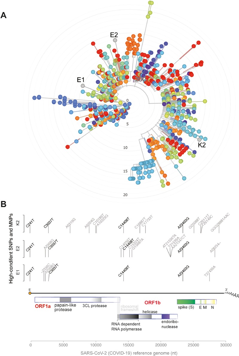 Caracterização dos genomas virais do Sars-CoV-2. Análise filogenética (A) e variante genômica (B). As linhas verticais indicam a posição genômica da mutação. Foto: Reprodução/Journal of Infection. 