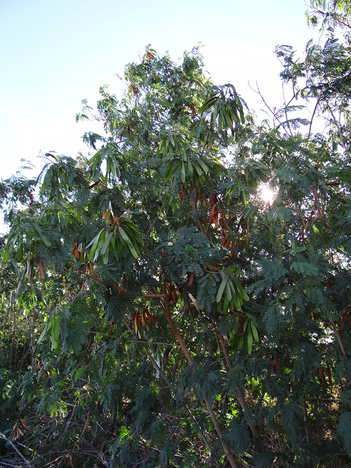 Foto 2: Leucaena leucocephala – leucena. Veja abaixo do texto mais informações.