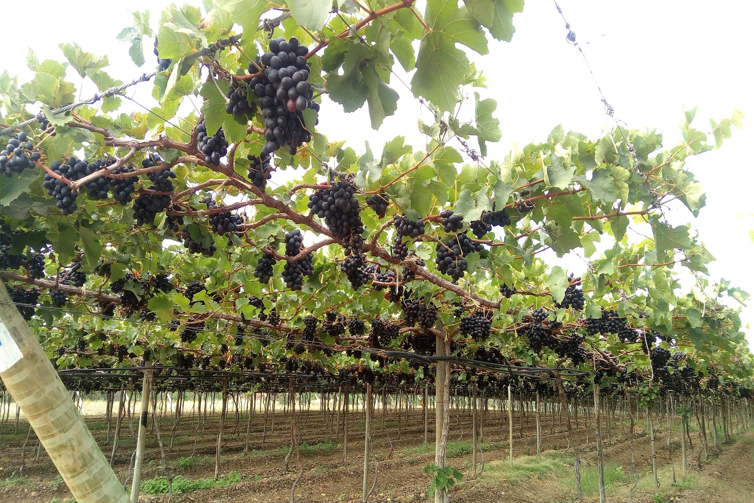 Fabiana Oliveira, da UFS, conta que os trabalhos empíricos devem começar este ano; na foto, uma das fazendas na área de estudo, em Lagoa Grande – PE. (foto: Patricia Rebouças)