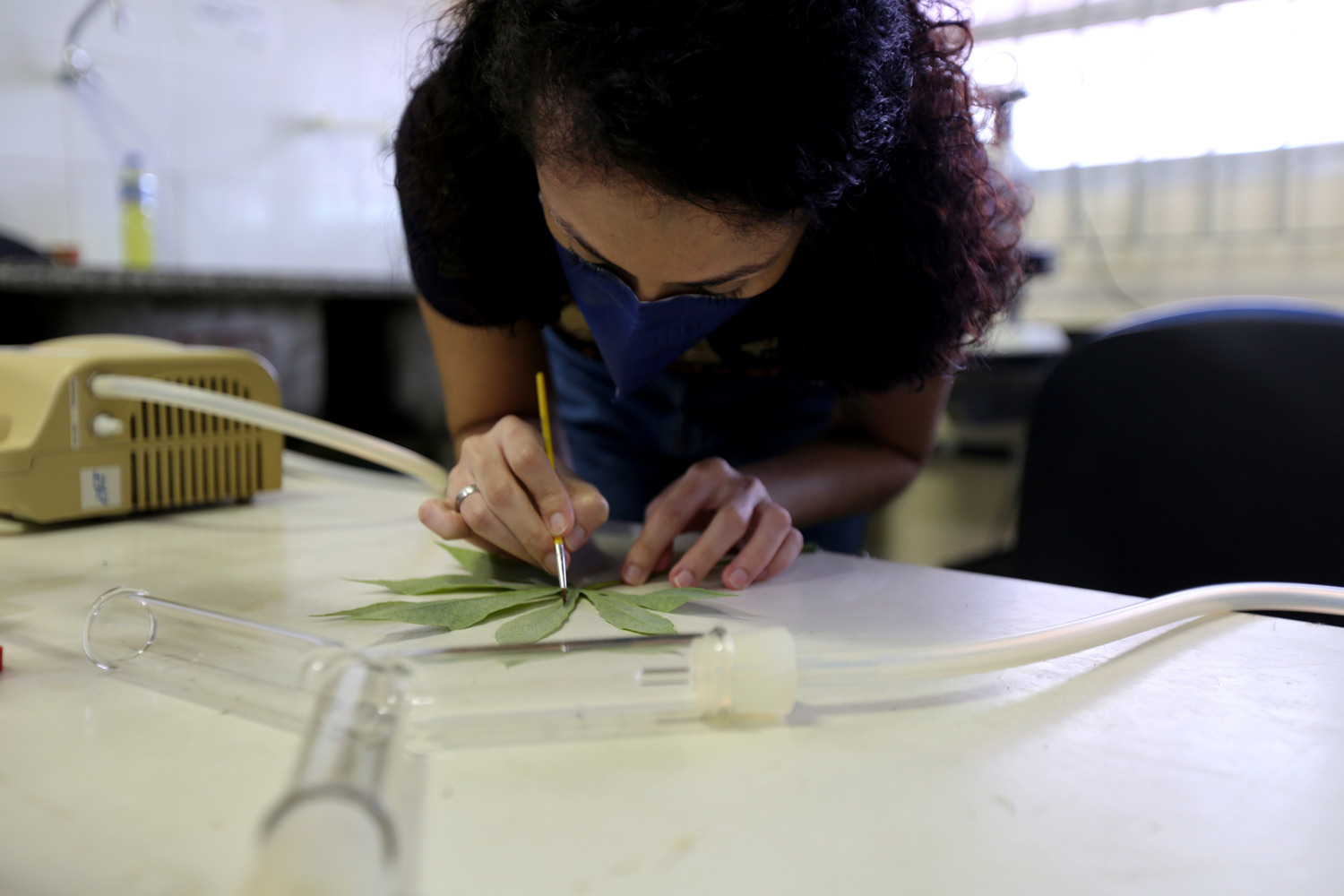 “Observamos que as plantas emitem compostos diferentes quando atacadas e esses compostos são, sim, atrativos para o inimigo natural”, diz Ranna Bezerra.