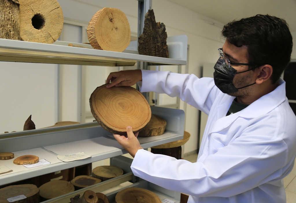 Ítallo Romany, técnico em laboratório da UFS, atua na Xiloteca ASEw do LAVD 