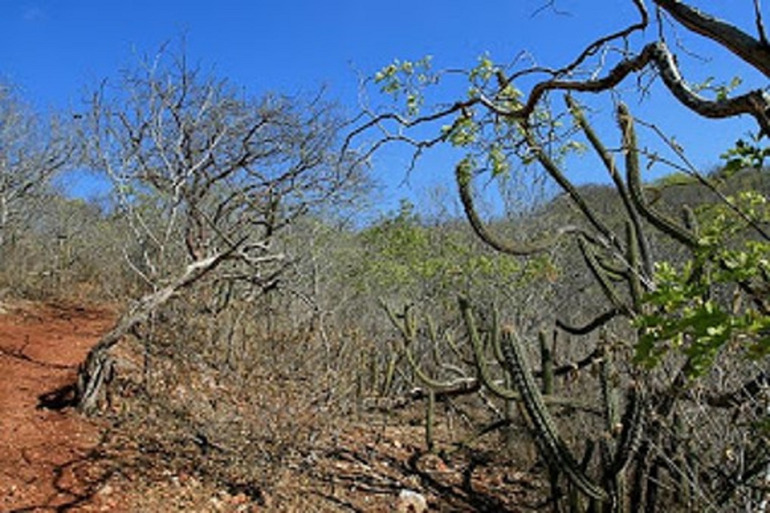 Caatinga. (foto: Rede de Estudos de Carbono do Nordeste)