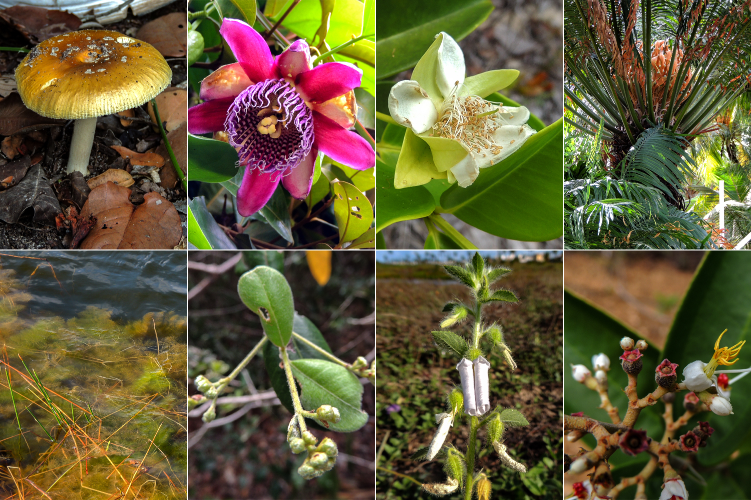 Sentido horário: fungo Basidiomycota (Itabaiana), angiosperma Passiflora Alata Curtis (Mata do Junco), angiosperma Calycolpus Legrandii Mattos (Reserva Biológica Santa Isabel), gimnosperma Cycas sp. (beira mar), angiosperma plantas aquáticas (lagoa da Aruana), angiosperma Myrcia ovina Proença & Landim (Reserva Biológica de Santa Isabel), angiosperma Pombalia calceolaria (L.) Paula-Souza (Aruana) e angiosperma Melastomataceae (Mata do Junco). (fonte e fotos: profa. M. Ibrahim/DBI-UFS)