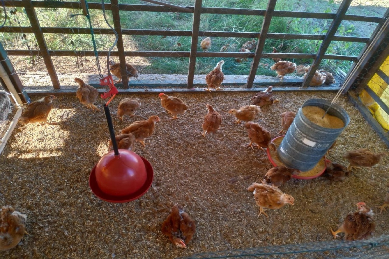 Animais analisados no projeto são da linhagem Vermelho Pesadão. (fotos: arquivos pessoais)