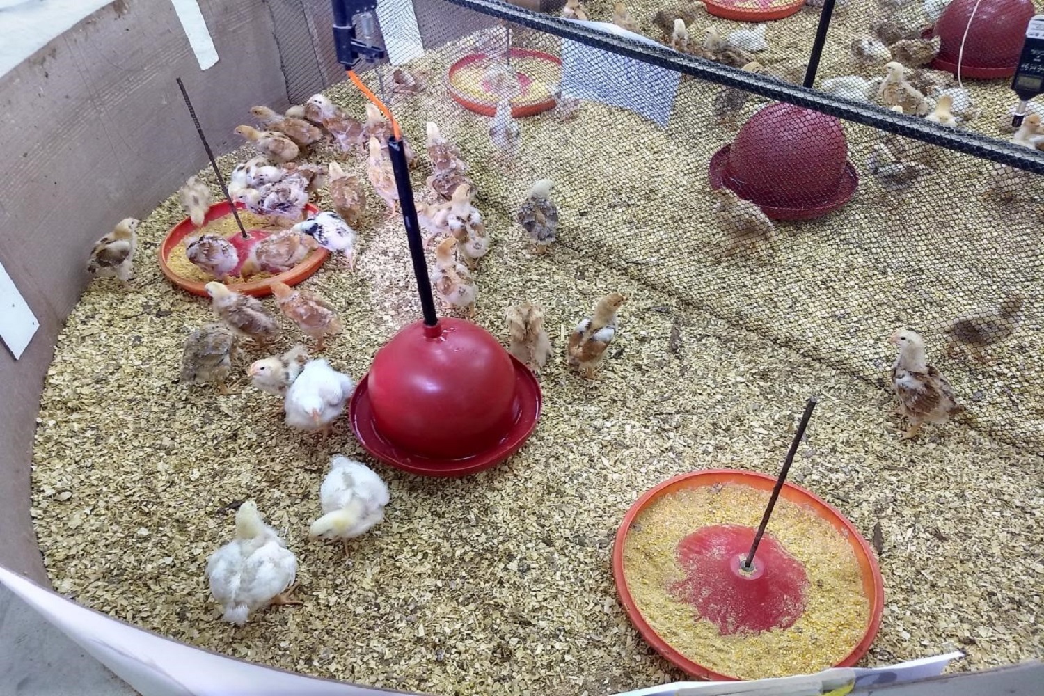 Aves chegam no primeiro dia de vida com 40g e 90 dias depois saem com 3kg, 3,2kg.