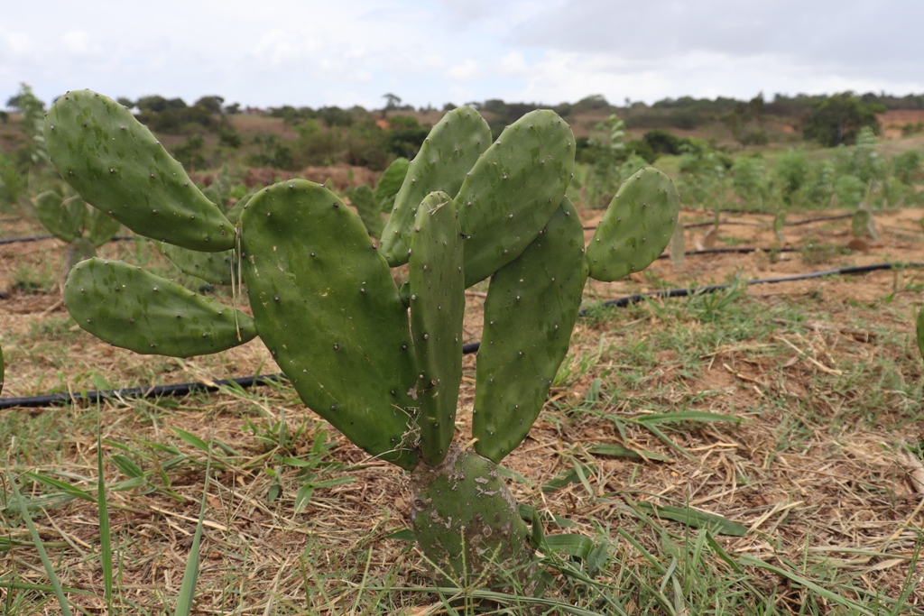 Plantação de palma forrageira é irrigada por gotejamento com água residuária