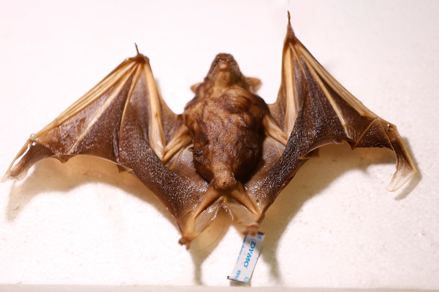 Morcegos são animais pertencentes à ordem Chiroptera. Fotos: Adilson Andrade/Ascom UFS