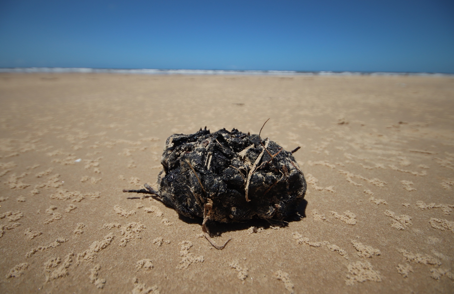 Material atinge litoral nordestino desde o último mês de agosto. Foto: Josafá Neto/Rádio UFS