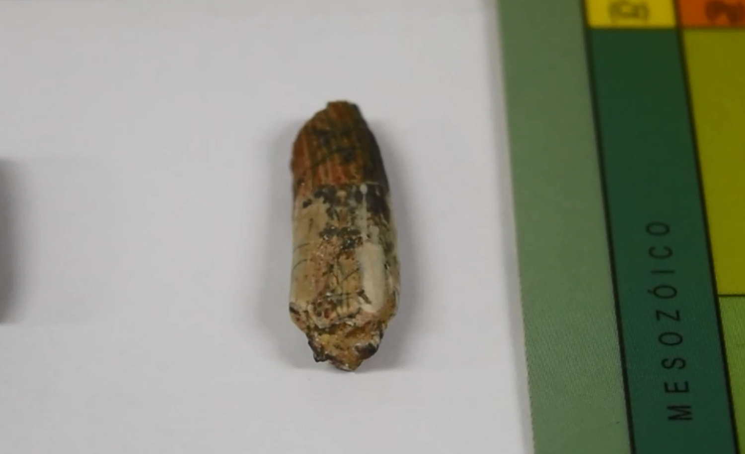 Fóssil de espinossaurídeo tem aproximadamente 2cm. Foto: Arquivo pessoal/Alexandre Liparini