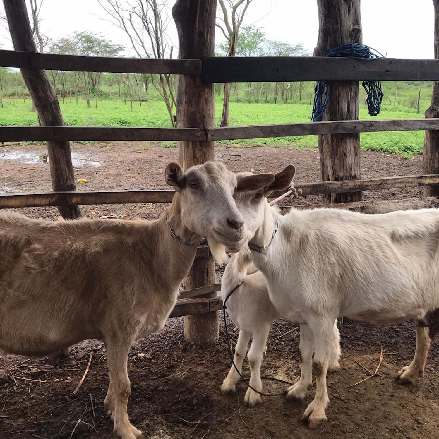 Projeto de extensão visa fortalecer o trabalho de produtores de ovinos e caprinos nos municípios de Nossa Senhora da Glória e Canindé do São Francisco (Fotos: Arquivo pessoal)