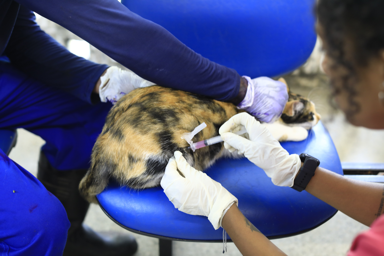 Animal comunitário da UFS recebe vacina antirrábica (Foto: Adilson Andrade/Ascom UFS)
