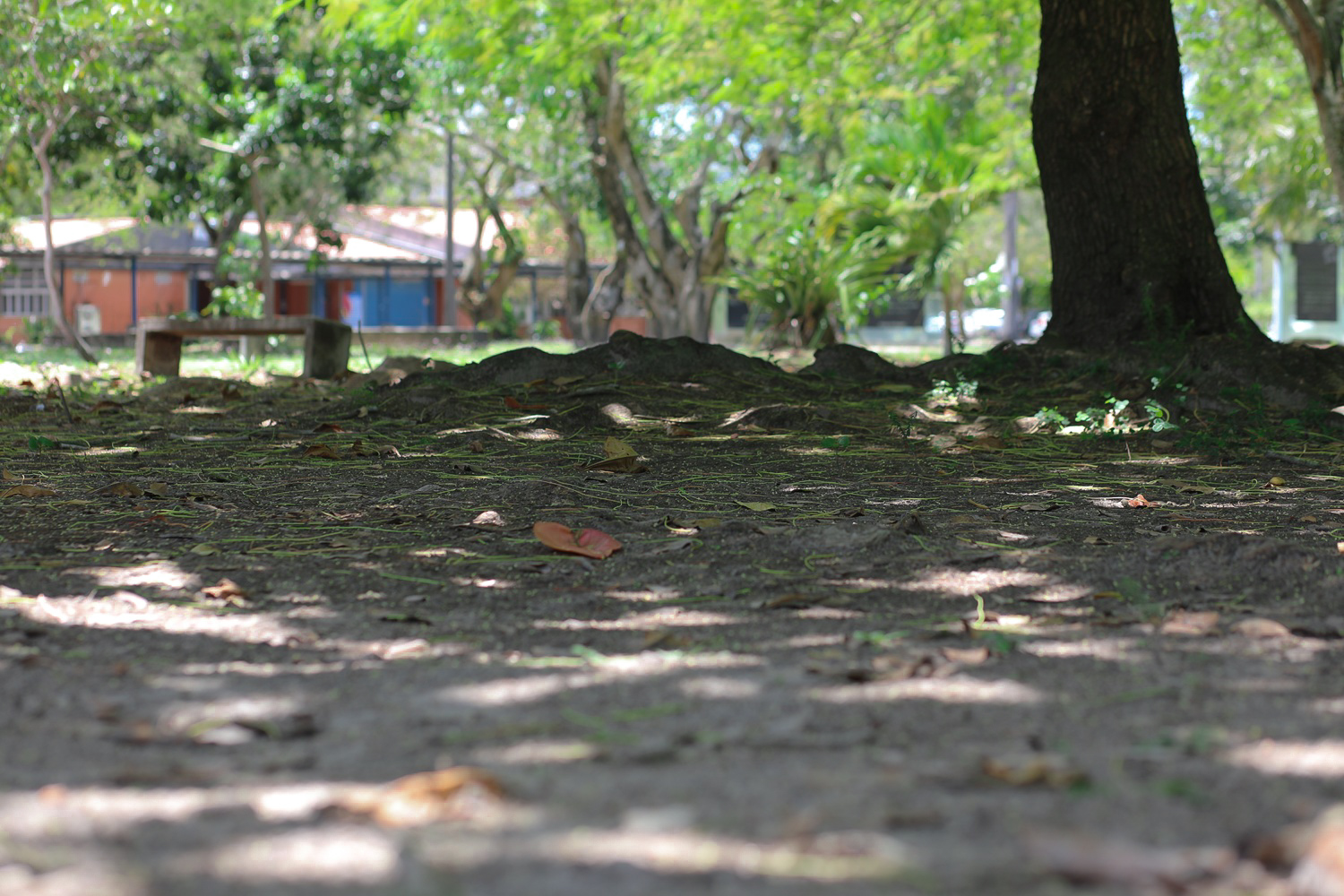 Jardim sensorial ficará localizado próximo à Coai (Foto: Janaína Cavalcante/Ascom UFS)