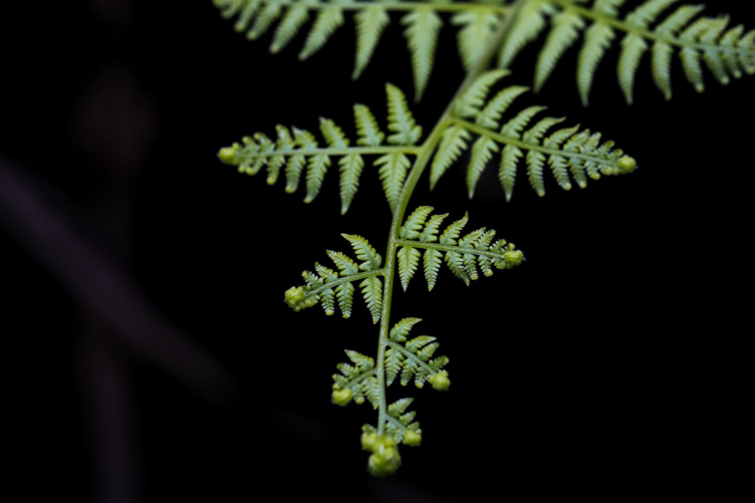 Série Belezas da UFS (Foto: Adilson Andrade/Ascom UFS)