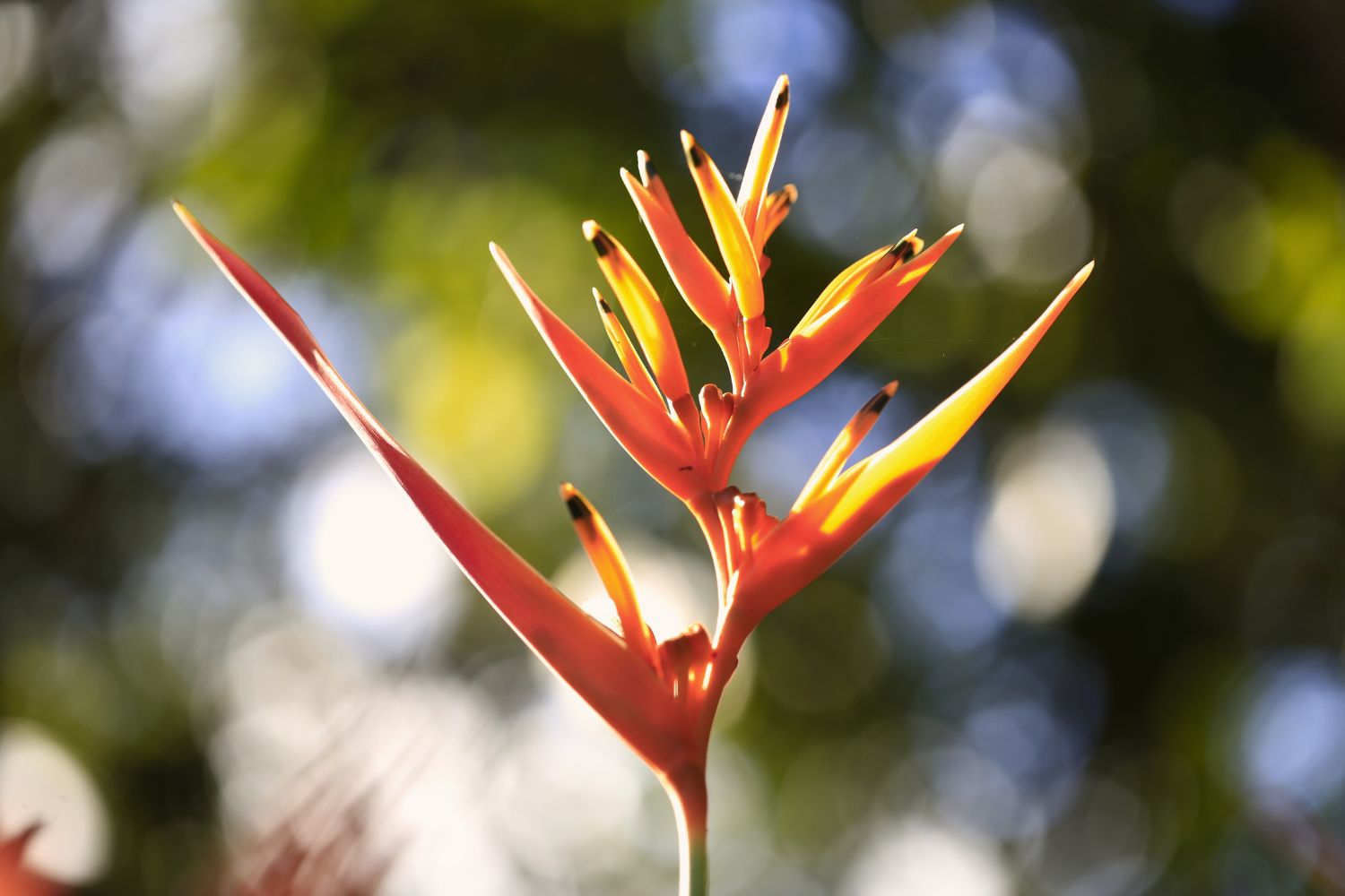 Série Belezas da UFS (Foto: Adilson Andrade/Ascom UFS)