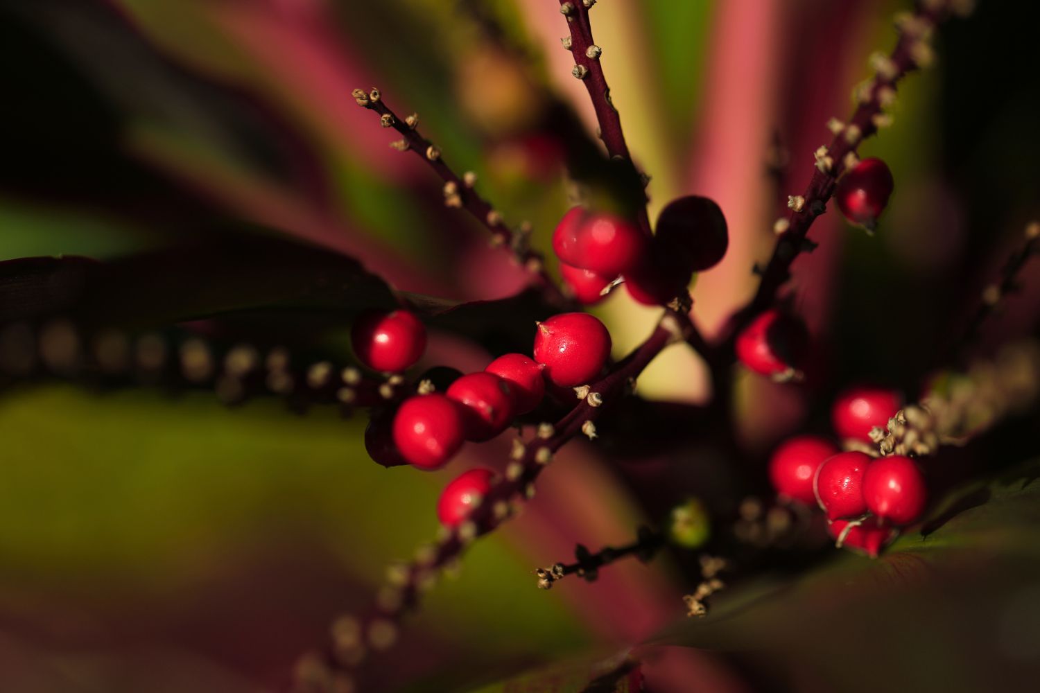 Série Belezas da UFS (Foto: Adilson Andrade/Ascom UFS)