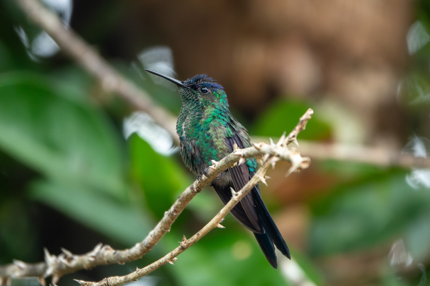 Fauna do Santuário da Mata (Foto: Helon Simões)