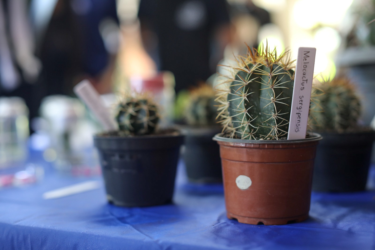 (Foto: Fernanda Spínola/Ascom UFS)