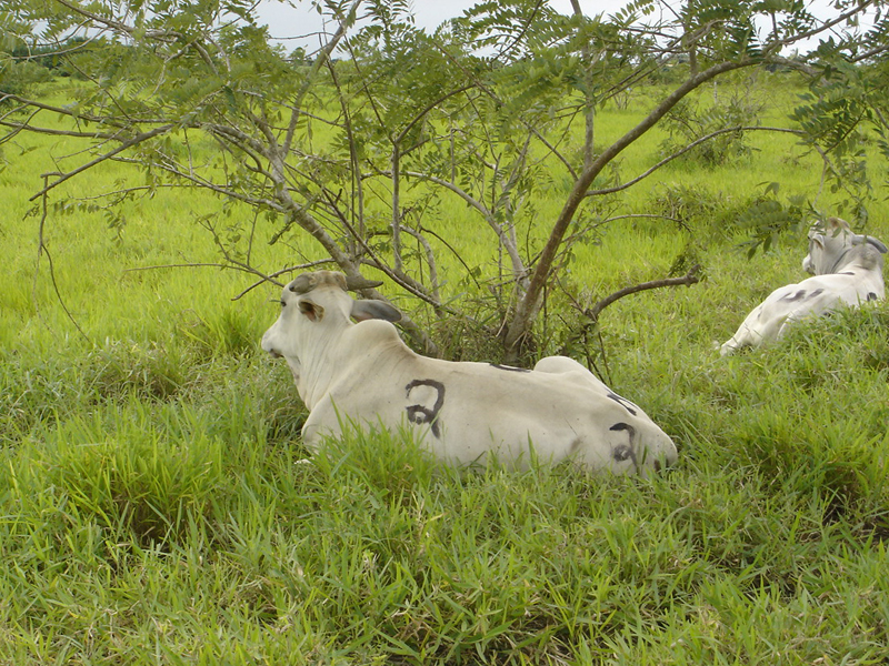 "Arvores no modo silvipastoril podem ser frutíferas, madeireiras ou forrageiras"