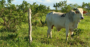 Silvipastoril: sombra influencia animais