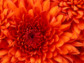 Thumb chrysanthemum 1