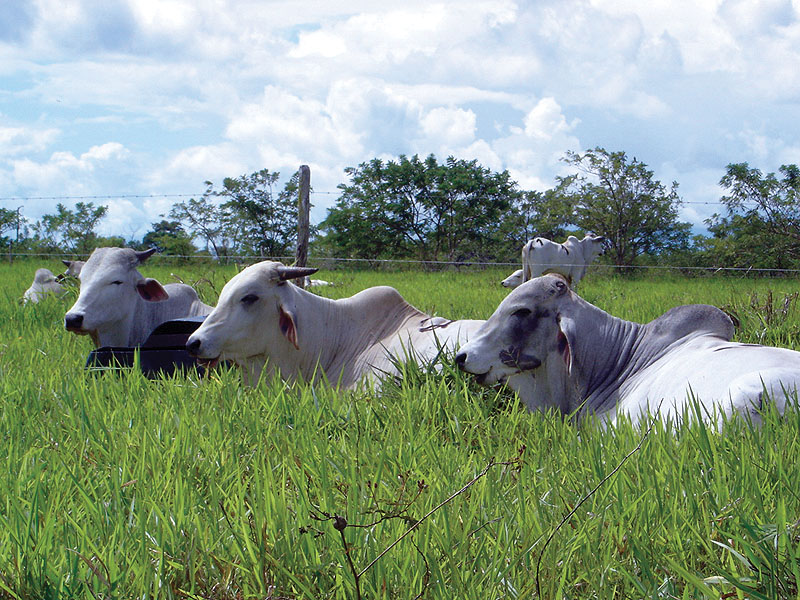 Pesquisa foi realizada no campo experimental da Embrapa Tabuleiros Costeiros