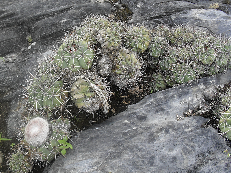 Espécie prefere rochas graníticas próximas a ambientes úmidos [Foto: Eronides]