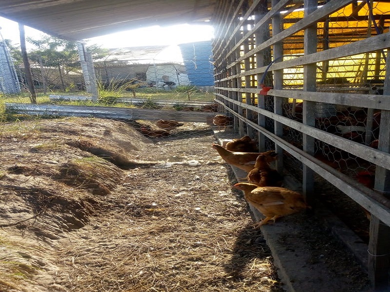 Manejo de aves caipiras.