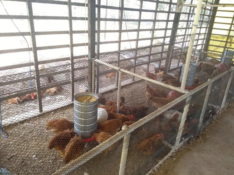 Manejo de aves caipiras.